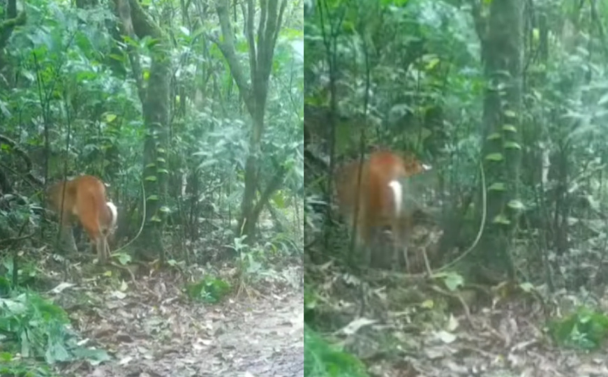 Ni naučnici je ne poznaju dovoljno: Kamera zabilježila rijetku pojavu u šumama