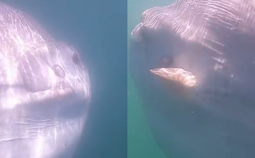 Fascinantni snimak zapanjio naučnike: "Ne znamo mnogo o ovim misterioznim stvorenjima"