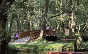 Dobre vijesti za alergične osobe: Smanjene koncentracije polena u KS, ambrozija pod kontrolom
