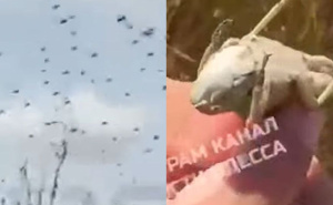 'Najezda biblijskih razmjera' pogodila Ukrajinu: Skakavci osvajaju zemlju