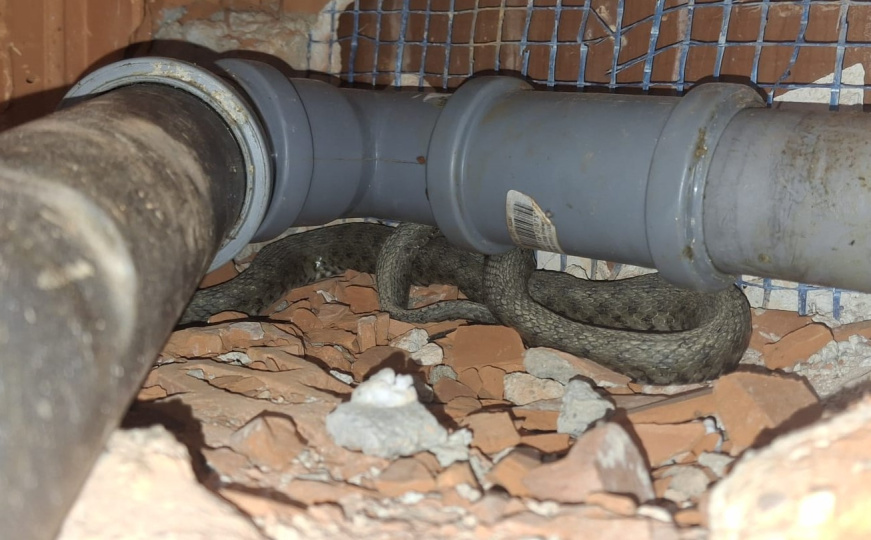 U garaži pronašli veliku neobičnu zmiju: ‘Nisu se usudili sami je premještati’
