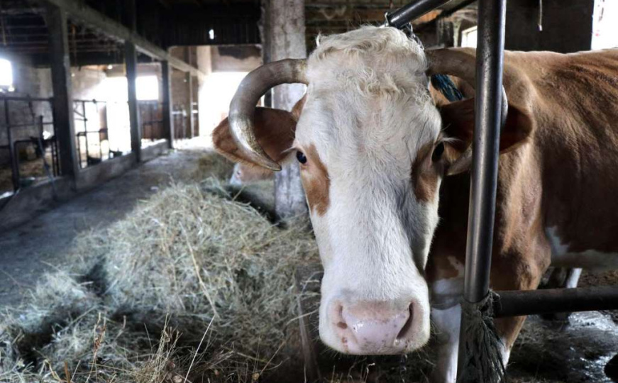 Zarazna bolest se pojavila u Hrvatskoj: Stručnjaci otkrivaju može li se proširiti na BiH