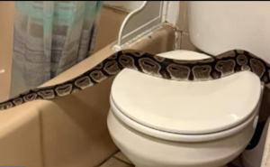 Nesvakidašnji incident: Muškarcu pobjegao piton pa završio kod komšinice u WC-u