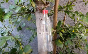 Savjeti stručnjaka: Veži bocu za drvo i otkrij tajnu koju ćeš pamtiti 30 godina