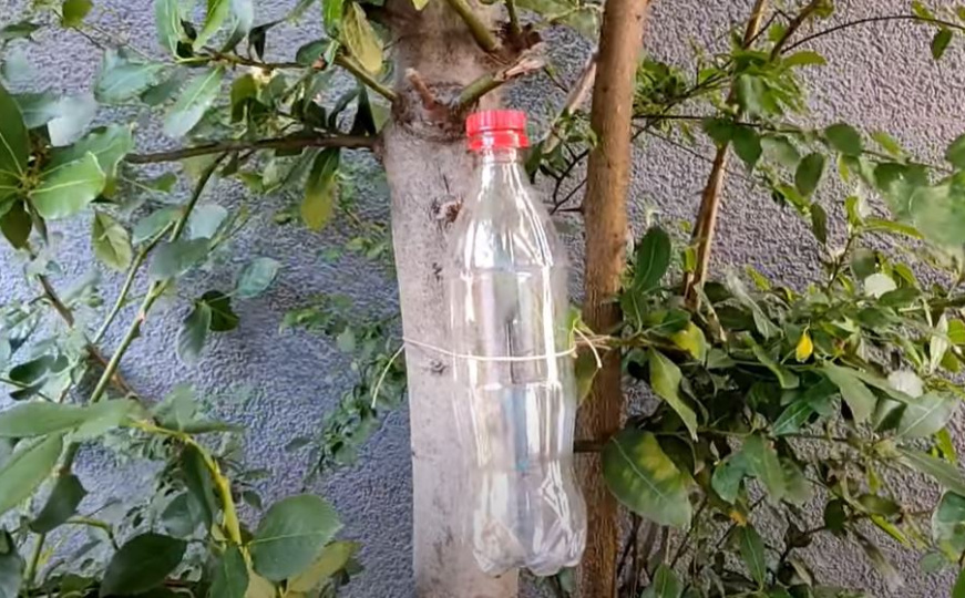 Savjeti stručnjaka: Veži bocu za drvo i otkrij tajnu koju ćeš pamtiti 30 godina