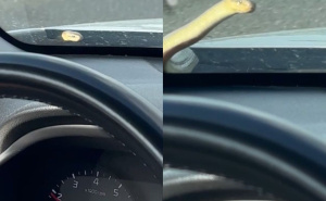 Neugodno iznenađenje na A1: Zmija izašla iz haube i našla se oči u oči s vozačem