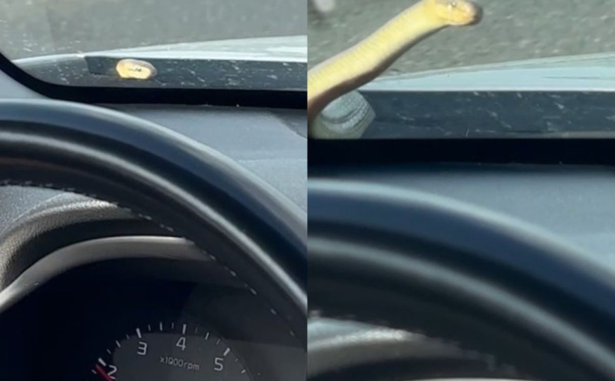 Neugodno iznenađenje na A1: Zmija izašla iz haube i našla se oči u oči s vozačem
