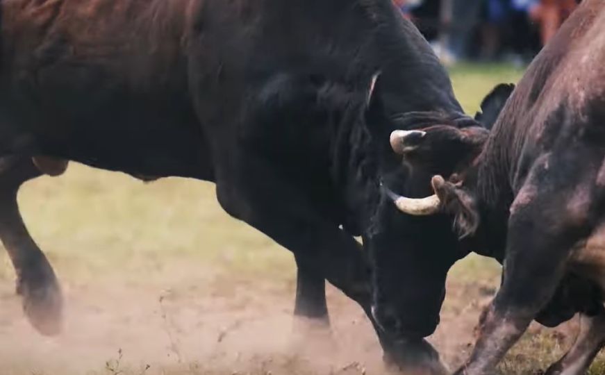 Upućena inicijativa za zabranu održavanja korida u FBiH: 'Ovo je civilizacijsko pitanje'