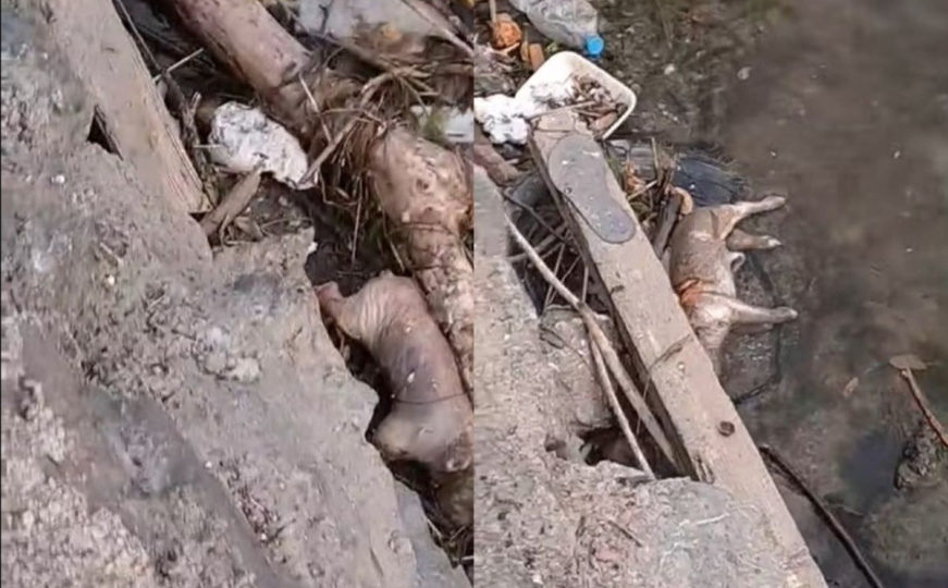 Mučan prizor kod Banje Luke: Vrbas preplavljen leševima svinja i smećem