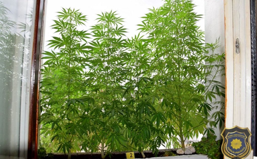 Akcija FUP-a u Sarajevu: Uhapšen 62-godišnjak, našli mu 30 stabljika kanabisa u stanu