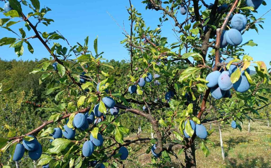 Šljiva nikad manje, cijene nikad veće: Zabilježen dramatičan pad prinosa ovog voća u Brčkom