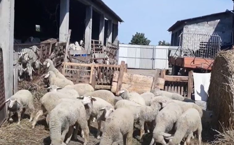 Osuđivan 13 puta: Poznati prevarant iz BiH opet iza rešetaka zbog jagnjadi