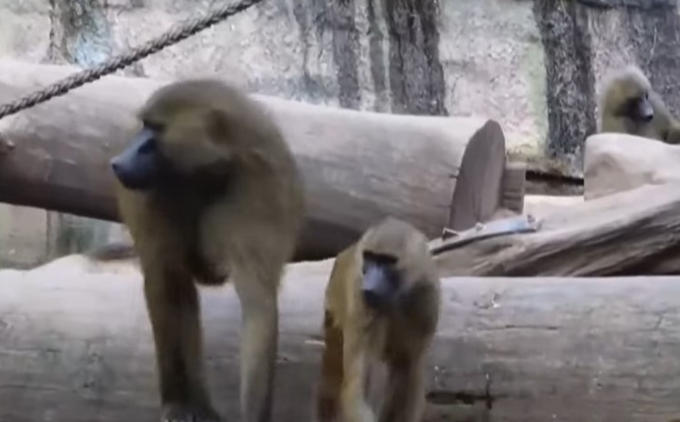 Direktor zoološkog vrta u Nürnbergu dobio prijetnje smrću zbog ubijanja pavijana