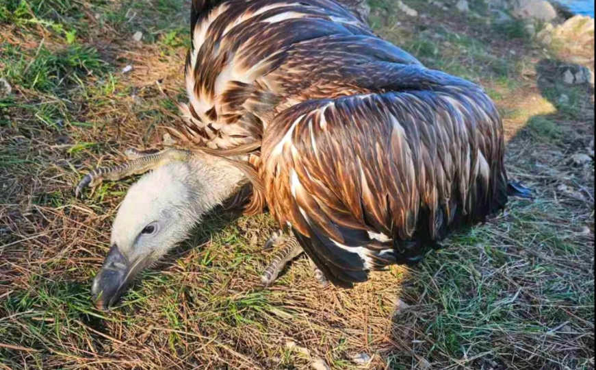 Spašen mladunac bjeloglavog supa nakon pada u more kod Krka