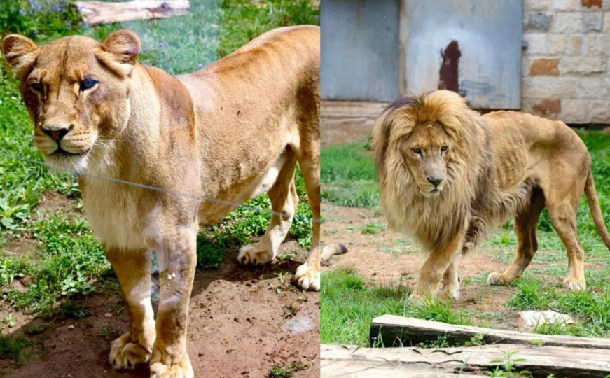 KJKP Park odgovorio na kritike: "Da li nam to borci sa društvenih mreža predlažu da uspavamo lava?"