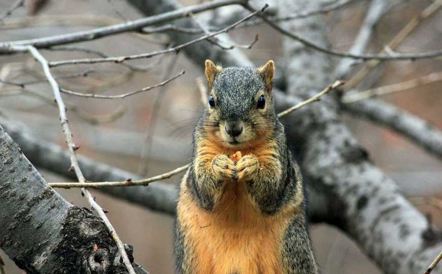 Savjeti iskusnog vrtlara: Ovo je najbolji način da otjerate vjeverice od hranilica za ptice