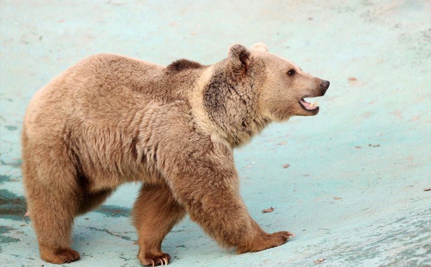 Medvjedi prave veliku štetu u ovom dijelu BiH: Ubili desetak ovaca