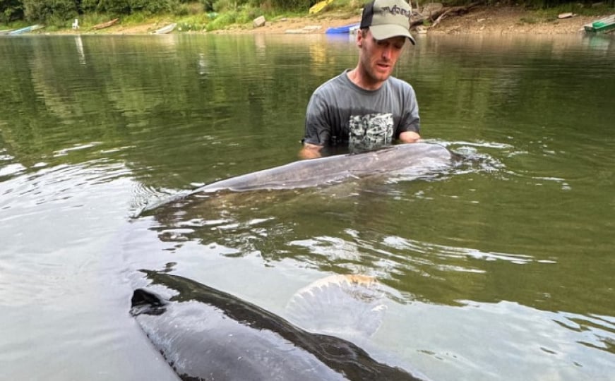 Čudo iz dubina: Ribar pokazao ulov od 2,70 metara, borba trajala oko sat vremena