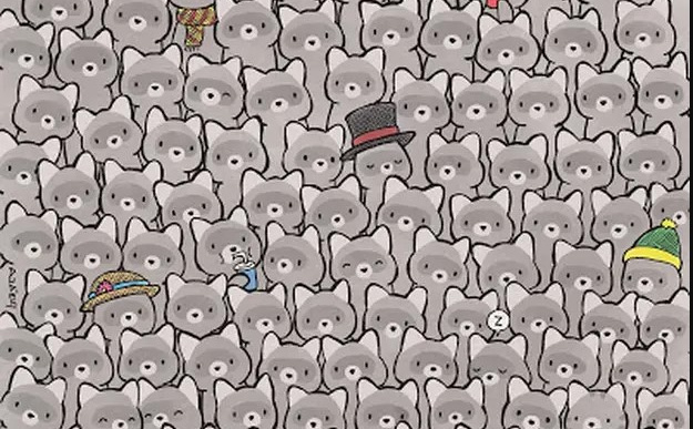 Pronaći mačku među rakunima na ovoj fotografiji za mnoge je nemoguća misija: Jeste li vi uspjeli?