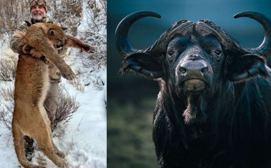 Milioner stradao na safariju: Bizon ubio lovca koji ga je htio uloviti