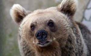 Oči u oči sa zvijeri: Medvjed napao stoku u susjedstvu, starac preživio horor