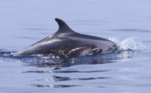 Uznemirujuće fotografije: Snimljen uginuli delfin u blizini Pelješkog mosta
