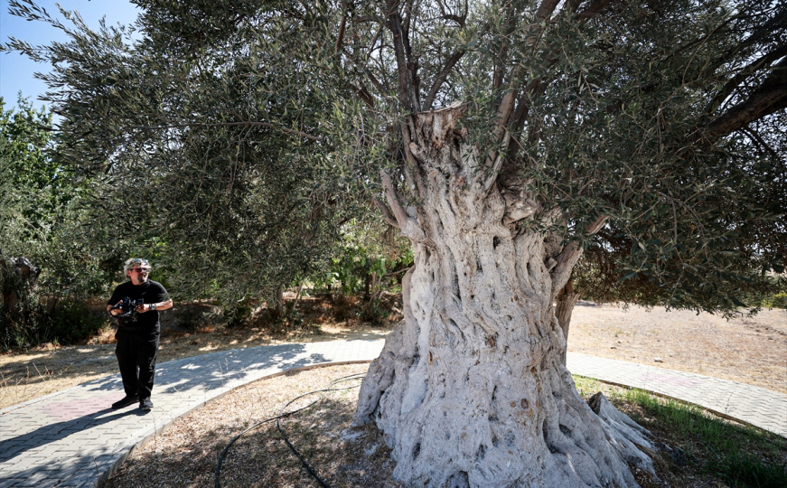 Drvo masline staro čak 1.316 godina: Znate li gdje se nalazi?