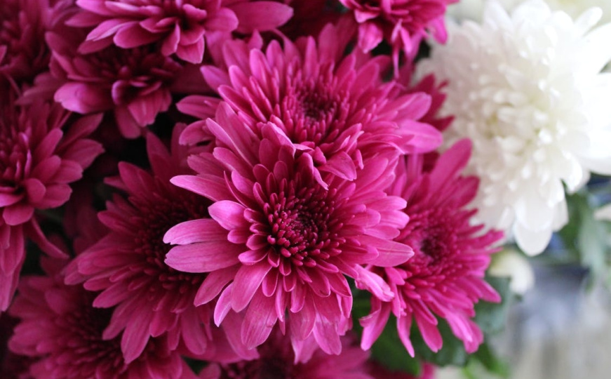 Neka balkon i dvorište pršte od boja sve do zime: Znate li koje se cvijeće sadi u augustu?