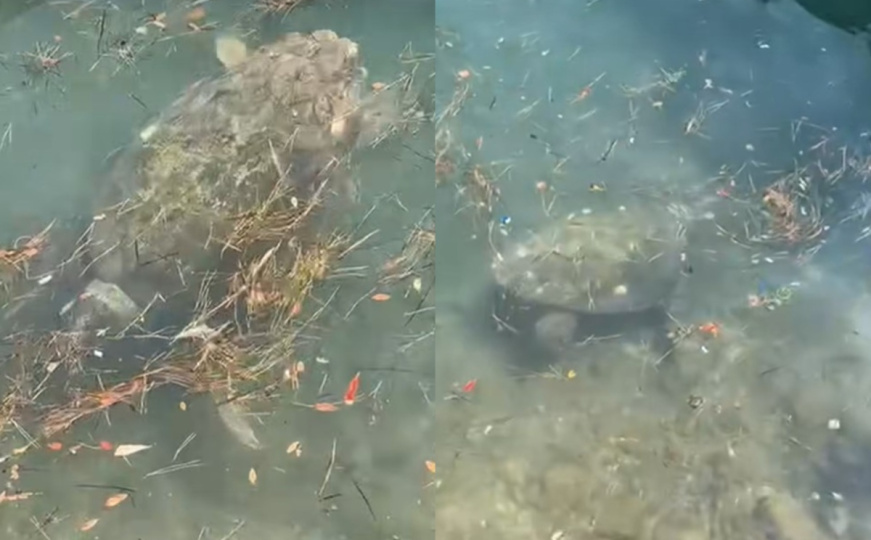 Jeste li čuli za Marćelinu? Pogledajte morsku kornjaču kako se hrani u neumskom zaljevu