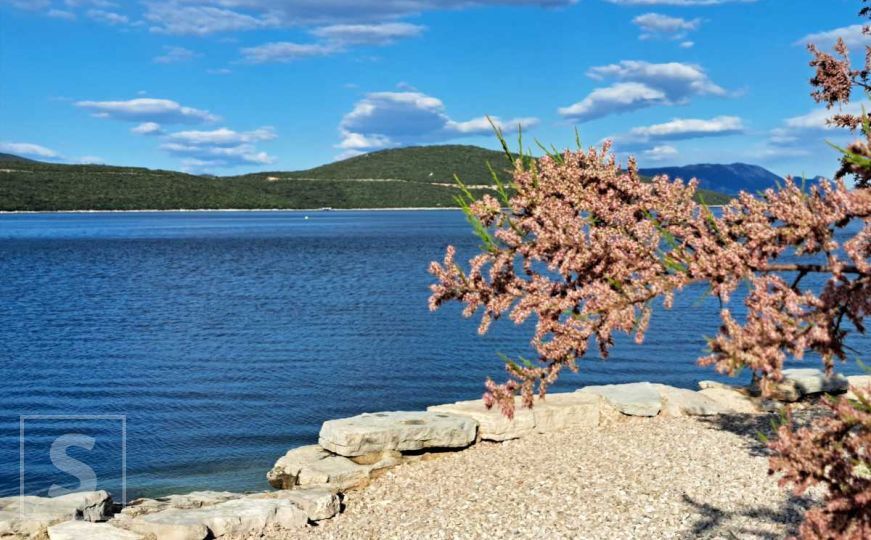 Opasnosti u dubinama mora: Donosimo listu otrovnih riba u Jadranu