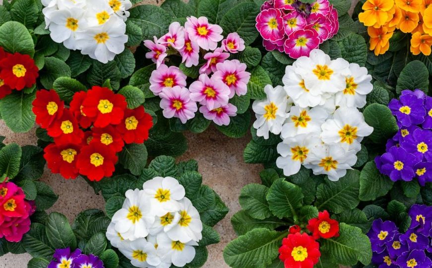 Izgledaju lijepo, ali mogu napraviti štetu: 8 biljaka koje nikako ne biste smjeli saditi blizu kuće