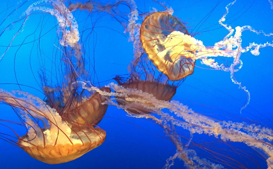 Jedna od najvećih nuklearnih elektrana u Francuskoj obustavila rad: Razlog je nevjerovatan