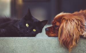Veterinari upozorili vlasnike kućnih ljubimaca: "Ovo su simptomi koji ukazuju na toplotni udar"
