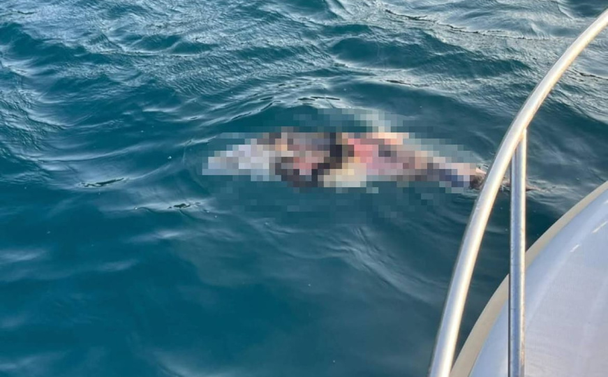 Veterinari potvrdili: Delfin kod Pelješkog mosta ubijen oštrim predmetom ili propelerom