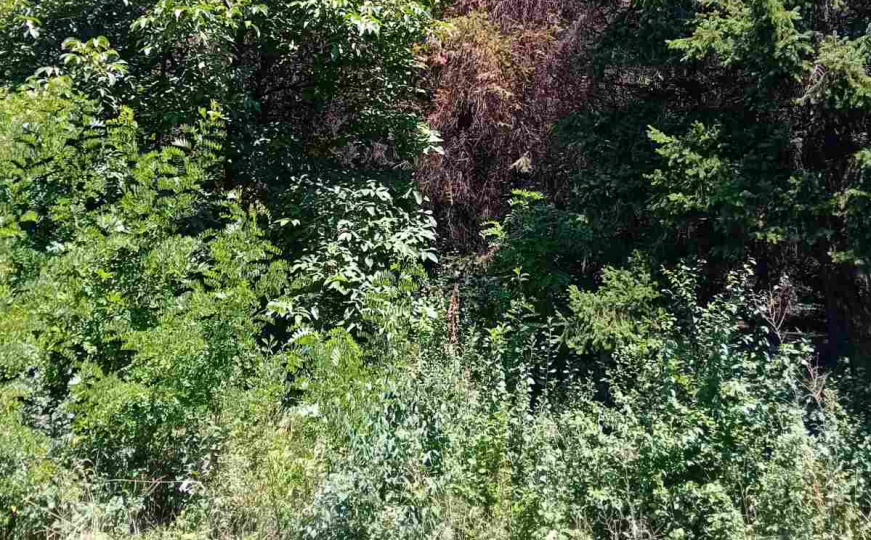 Građani zabrinuti: Park "Crni Vrh" u Sarajevu propada, smrčeva šuma ugrožena