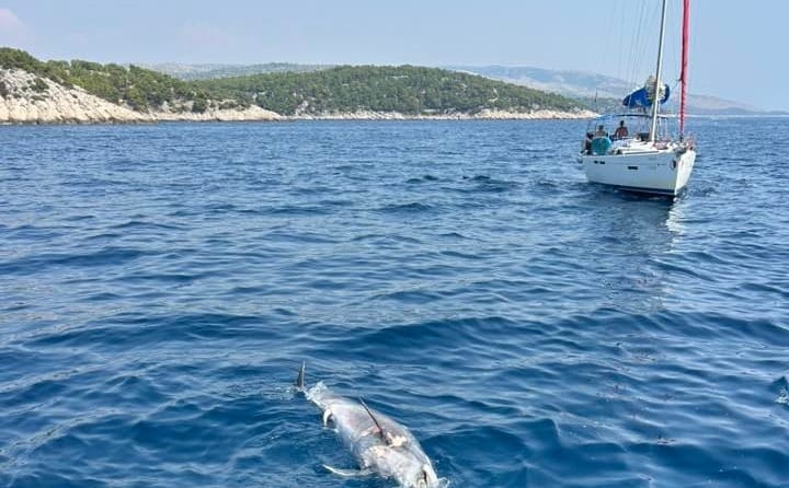Šta se dešava u Jadranskom moru? Pronađen još jedan mrtav delfin