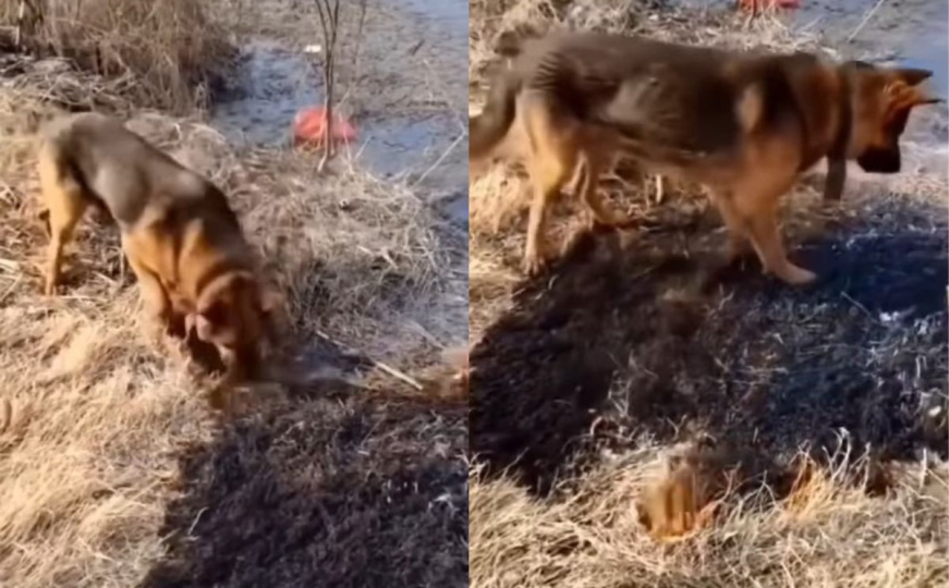 Snimak koji topi srca: Pogledajte kako pas u Crnoj Gori pomaže u gašenju požara