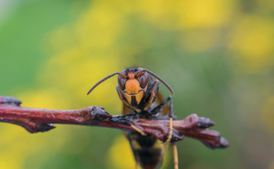 Insekti koji mogu biti jako opasni: Evo kako otjerati ose i stršljenove