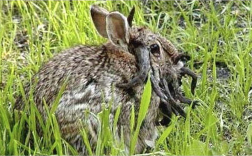 Zečevi sa "rogovima" izazvali paniku na internetu: Evo o čemu se zapravo radi