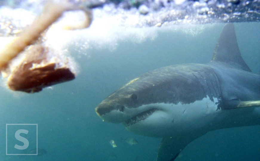 Velike bijele ajkule imaju DNK koji naučnici ne mogu objasniti: Misterija koju ne mogu riješiti