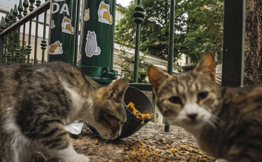 Promijenite svijet na bolje: Evo kako pomoći uličnim životinjama tokom ljetnih vrućina