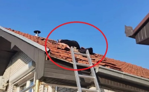 Najpoznatiji hvatač zmija u Srbiji otkrio jezivo leglo u kući: "Teško se love"