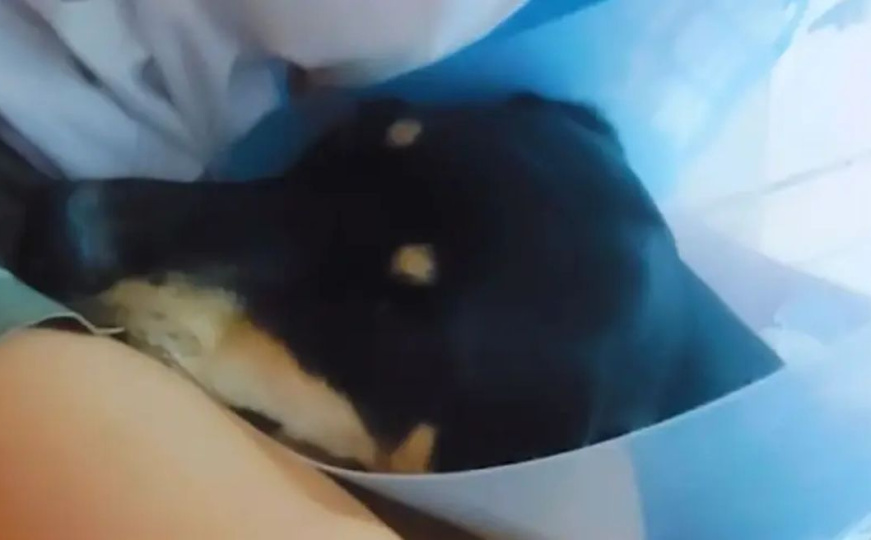 Užas u Banjoj Luci: Muškarac ušao s puškom u dvorište i upucao štene - 'smetalo mu cviljenje'