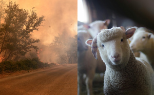 Heroj sa mopedom: Albanac spasio ovcu iz pakla požara u Grčkoj i postao simbol humanosti