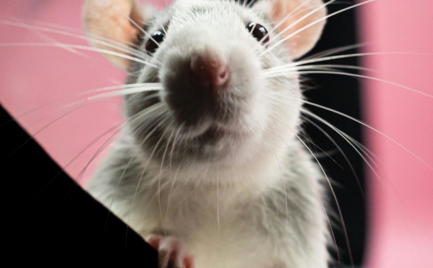 Pacovi će bježati iz vrta kao ludi: Postavite ovaj predmet koji smatraju svojim neprijateljem