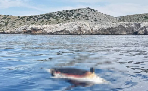 Alarm na Jadranu: Treći uginuli delfin u samo sedam dana, najnoviji slučaj na Kornatima