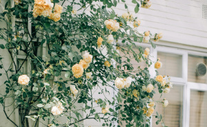 Tajne za savršene ruže: Evo šta trebate učiniti za još bujniji cvat do kraja ljeta