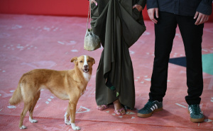 Treća noć Sarajevo Film Festivala: Pažnju 'ukrao' preslatki posjetitelj crvenog tepiha