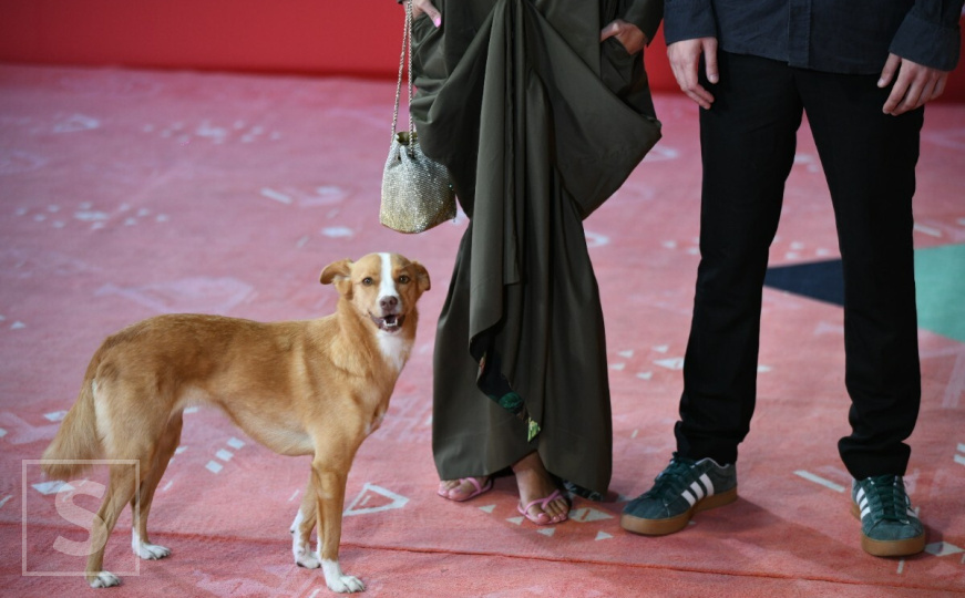 Treća noć Sarajevo Film Festivala: Pažnju 'ukrao' preslatki posjetitelj crvenog tepiha
