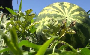 Tajna uspjeha lubenica iz Tešnja: Dvostruko skuplje od marketa, ali prodaju se u tren oka